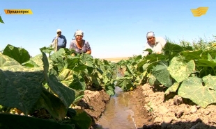 &laquo;Продвопрос&raquo;. Рынок тепличных овощей. Поддержка молочной отрасли страны. Особенности производства мяса. Закуска от Айдоса Сагатова