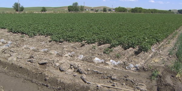 Алматинские аграрии выращивают &laquo;картофель фри&raquo;