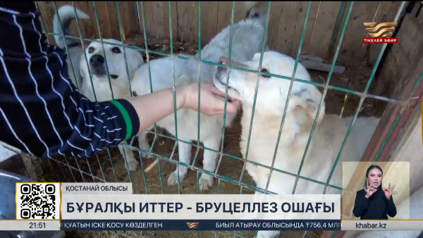 Бұралқы иттер – бруцеллез ошағы