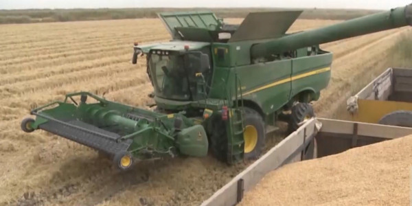 Рисоводы Туркестанской области приступили к уборке урожая