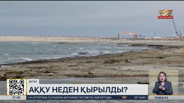 Маңғыстау облысында теңіз жағасынан өлі аққулар табылды