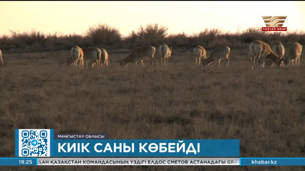 Маңғыстауда үстірт киігінің саны артты