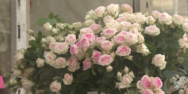 Мереке күні сыйлыққа қандай гүл алған жөн?