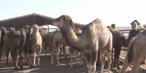 Маңғыстаулықтар келісі 50 теңгелік жемге кезекке тұруда