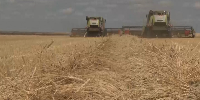 Минсельхоз планирует ввести шестимесячный запрет на ввоз в страну пшеницы автотранспортом