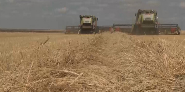 Минсельхоз планирует ввести шестимесячный запрет на ввоз в страну пшеницы автотранспортом