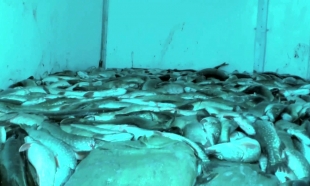 В ВКО у браконьеров изъяли 11 км сетей и 17 тонн рыбы