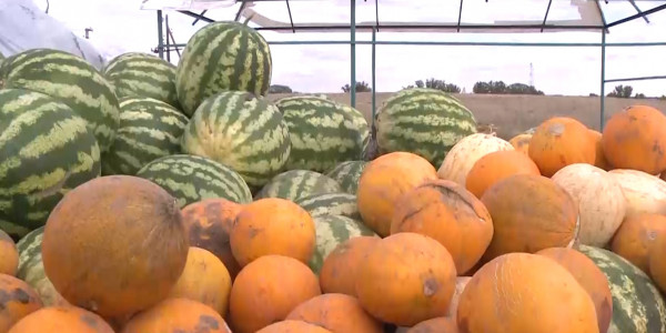 Ақтөбелік диқан мол өнім алудың үлгісін көрсетіп отыр