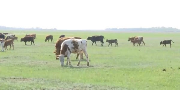 Қостанайлықтар бруцеллез анықталған малын етке тапсыруға келісті