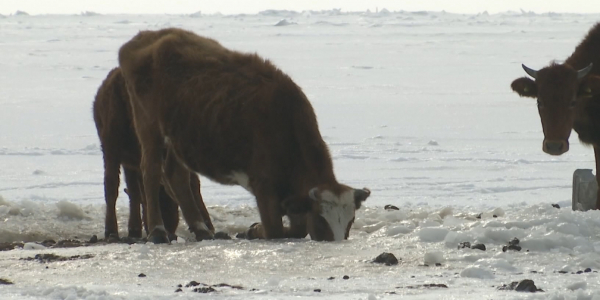 Жители села в Карагандинской области вынуждены покупать питьевую воду