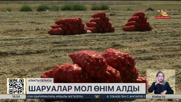 Шеңгелді алабындағы шаруашылықтар биыл мол өнім жинап жатыр