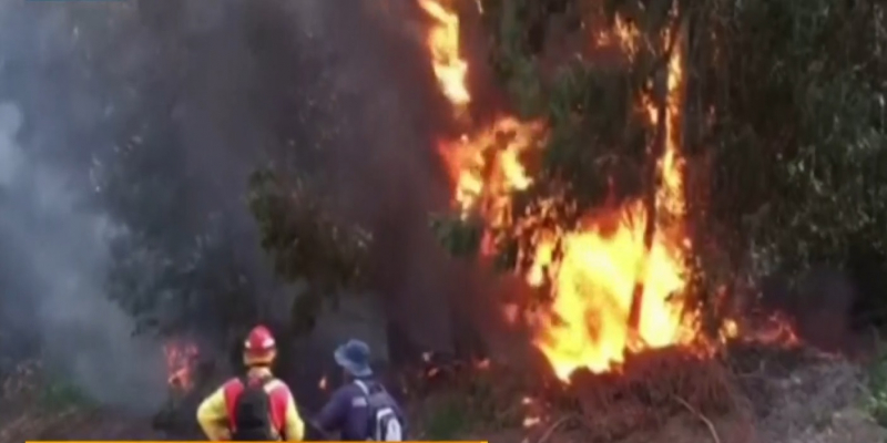 Масштабные лесные пожары охватили Чили