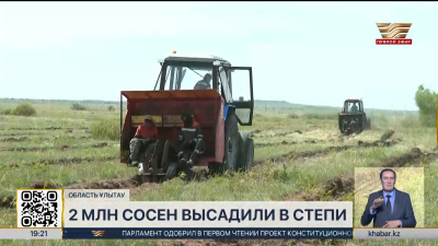 В области Ұлытау высадили 2 млн саженцев сосны