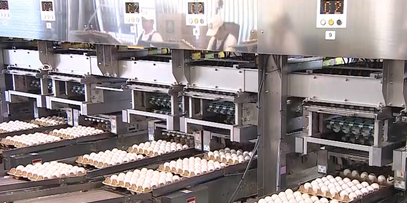 Костанайскую птицефабрику заподозрили в завышении цен на яйца