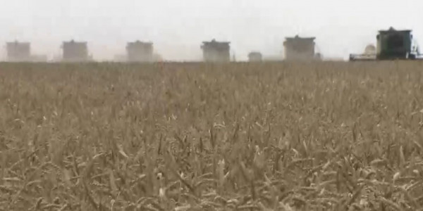 Казахстан недополучил 660 млн тенге из-за контрабанды зерна