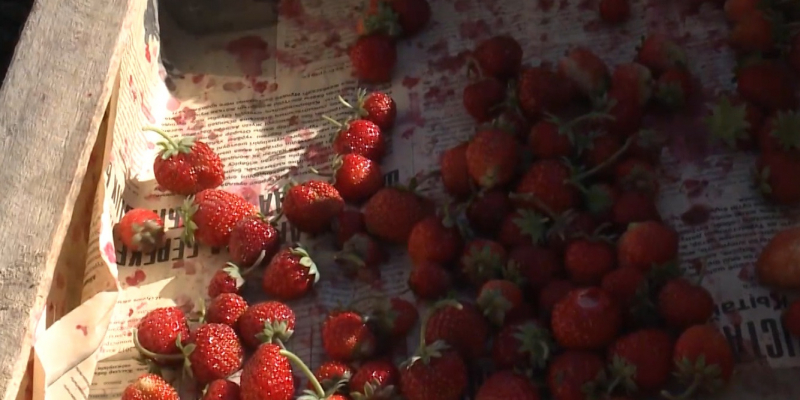 Впервые агрономы выращивают ягоду в предгорьях Туркестанской области