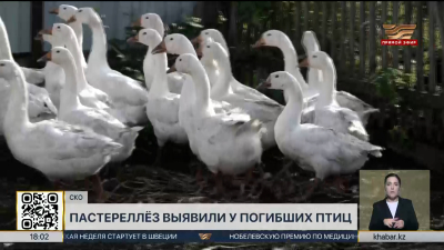 Пастереллёз выявили у погибших птиц в СКО