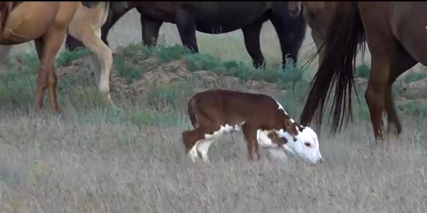 БҚО-да өрістегі малға қасқыр жиі шабады