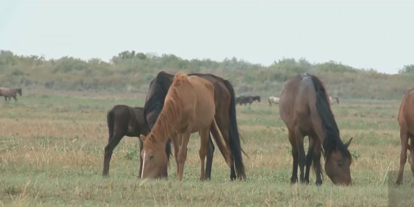 Дефицит корма: фермеры бьют тревогу