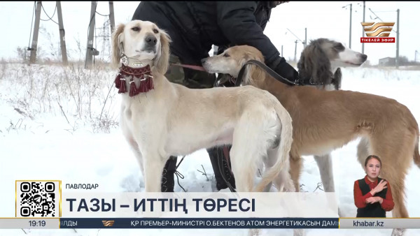 Павлодар облысында ит жүгіртіп, құс салған азаматтар қатары артып келеді