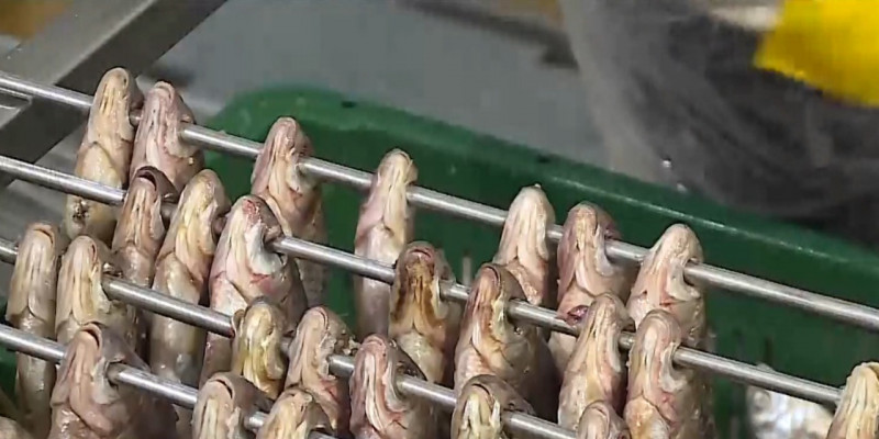 Рыбная отрасль: большая часть казахстанской продукции уходит на экспорт