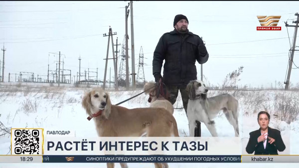 Генофонд тазы развивают в Павлодарской области