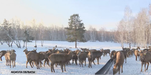 Бурабайда демалушыларды қандай қызықтар күтіп тұр?