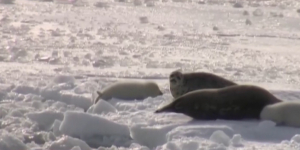 Аномально теплая зима  создает опасные условия для выживания каспийских тюленей