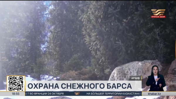 Популяцию снежного барса будут вместе восстанавливать Казахстан и Кыргызстан