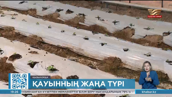 Сыр топырағына тропикалық аймақтың қауыны егілді