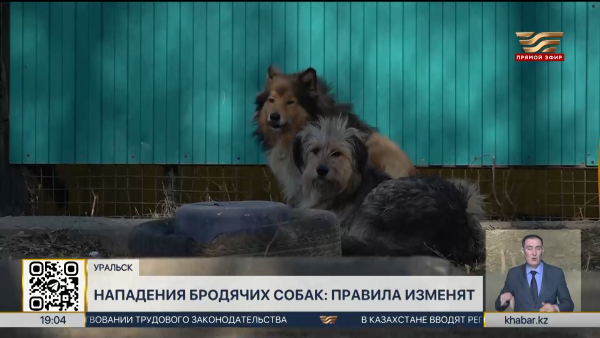 В Казахстане изменят правила обращения с животными