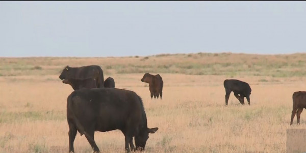 Дефицит пастбищ устраняют в Атырауской области