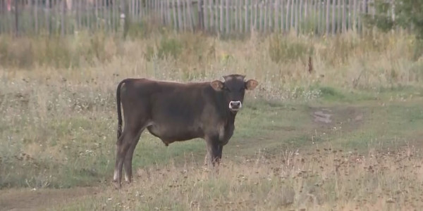 Бутаково ауылында мал бағатын жер жоқ