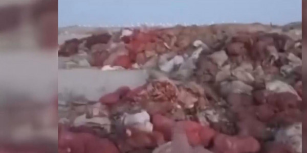 Қызылордада арзан сатылуы тиіс 126 тонна көкөніс шіріп кетті