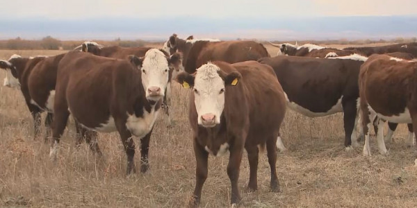 ШҚО шаруалары субсидияларын қайтаруға мәжбүр