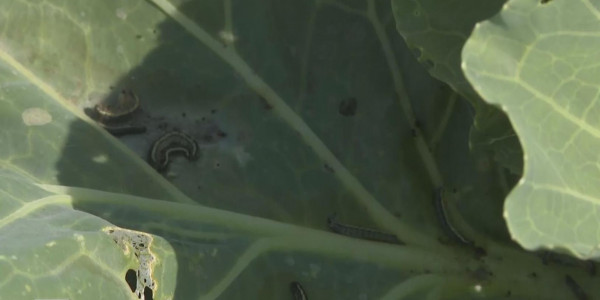 СҚО-да шабындық көбелегі көбейіп кетті