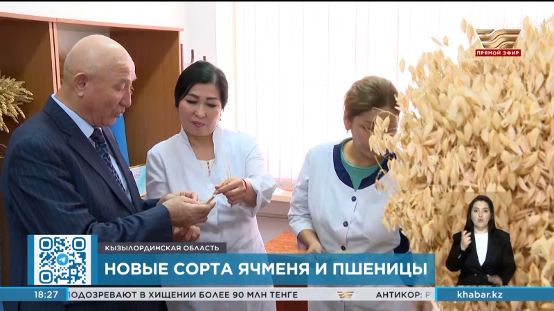 Новые сорта ячменя и пшеницы вывела ученый Лаура Тохетова
