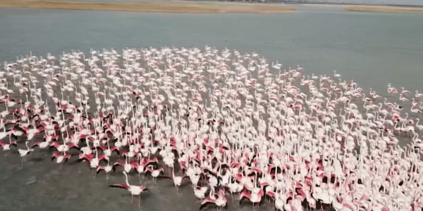 Соңғы жылдары аң-құстардың миграциясы қалай өрбіп жатыр?