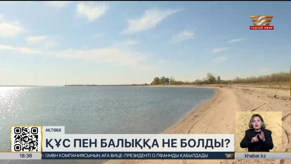 Ақтөбе су қоймасындағы балық пен құстың қырылу себебі анықталып жатыр