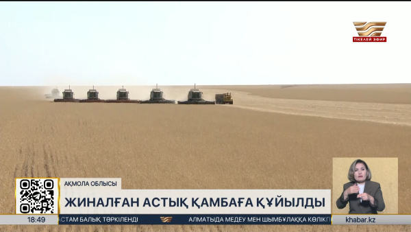 Құрғақшылыққа қарамастан Ақмола облысында 5,5 млн тонна бидай бастырылды