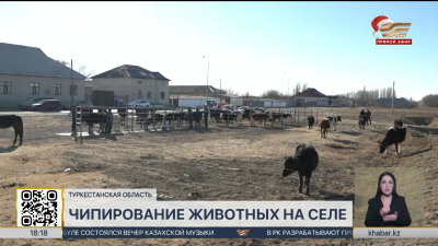 Сельскохозяйственных животных чипируют на юге Казахстана