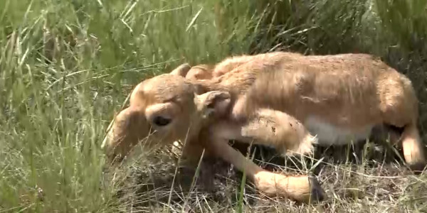 В ЗКО идет массовый окот сайгаков