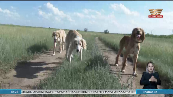 Қазақ тазысы ұлттық брендке айналуы тиіс