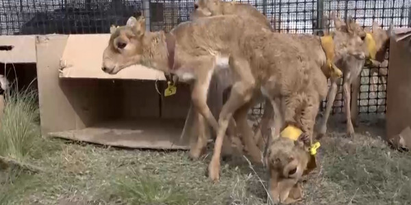 Какие проблемы для фермеров ЗКО приносит наплыв сайгаков?