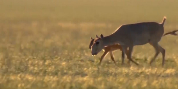 Мемлекет басшысы министрлікке ақбөкендерді аулаудан басқа амал қарастыруды тапсырды