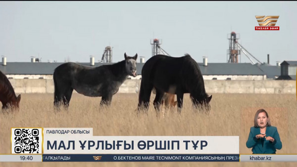 Павлодар облысында мал ұрлығы өршіп тұр