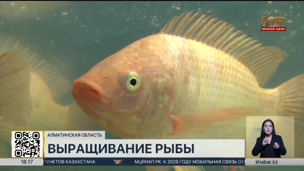В Алматинской области растёт объём выращивания рыбы в искусственных водоёмах