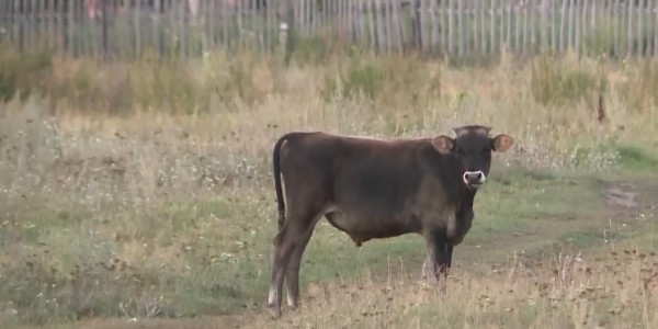 На нехватку пастбищ и сенокосных угодий жалуются жители ВКО
