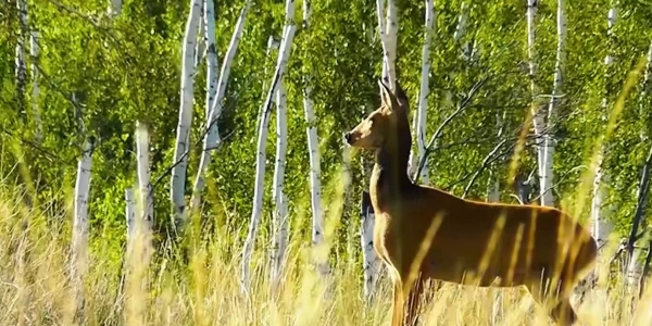 Наурызым қорығына шетелден келушілер қатары көбейді