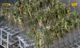 &laquo;Ас арқау&raquo;. Отандық ғалымдардың вируссыз картобы